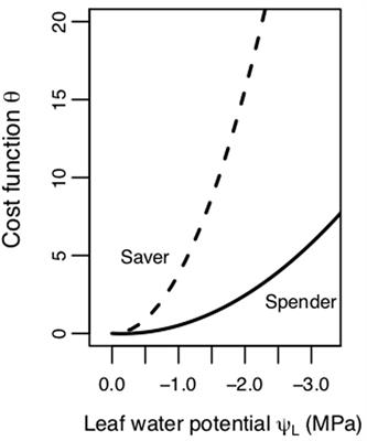 Competition and Drought Alter Optimal Stomatal Strategy in Tree Seedlings